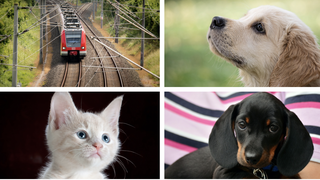 CFR a făcut anunțul. Acestea sunt animalele cu care nu ai voie să călătorești cu trenul. Care sunt excepțiile
