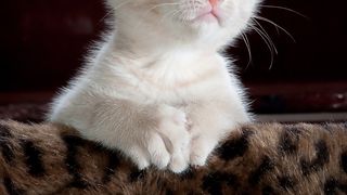 CFR a făcut anunțul. Acestea sunt animalele cu care nu ai voie să călătorești cu trenul. Care sunt excepțiile