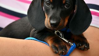 CFR a făcut anunțul. Acestea sunt animalele cu care nu ai voie să călătorești cu trenul. Care sunt excepțiile