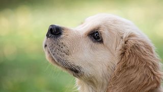 CFR a făcut anunțul. Acestea sunt animalele cu care nu ai voie să călătorești cu trenul. Care sunt excepțiile