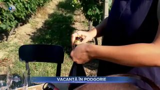 VIDEO - Vacanță în podgorie. Turiștii pot lua parte la culesul strugurilor 