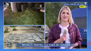 VIDEO - Reținuți pentru cultură de cannabis. Plantația ilegală a fost descoperită pe o suprafață de 4.000 de metri pătrați