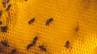 Propolisul este un ingredient natural cu o mulțime de beneficii