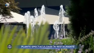 VIDEO - Plante spectaculoase în restaurante. Localurile pline de verdeață câștigă teren în rândul oamenilor