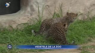 Doi pui de leopard, vedetele unei Grădini Zoologice din Peru. &Icirc;ngrijitorii așteaptă sugestii de nume de la turiști