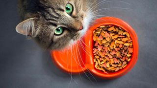 Pisicile și dieta: hrană umedă sau hrană uscată?