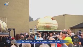 VIDEO - Dovleacul &bdquo;Goliath&rdquo; are peste 1.200 kg. Bostanul gigant aparține unui inginer horticultor din Minnesota