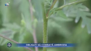 VIDEO - Obligați să combată ambrozia. Proprietarii vor fi obligați să smulgă planta &icirc;n 15 zile de la primirea unui avertisment