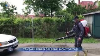VIDEO- Ț&acirc;nțarii febrei galbene, monitorizați de Insitutul Cantacuzino. Provoacă febra Dengue