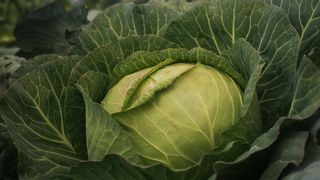 VIDEO - Cultivatorii de varză, nevoiți să vândă la preț mic. Varza de Toboliu nu mai ajunge la tarabe