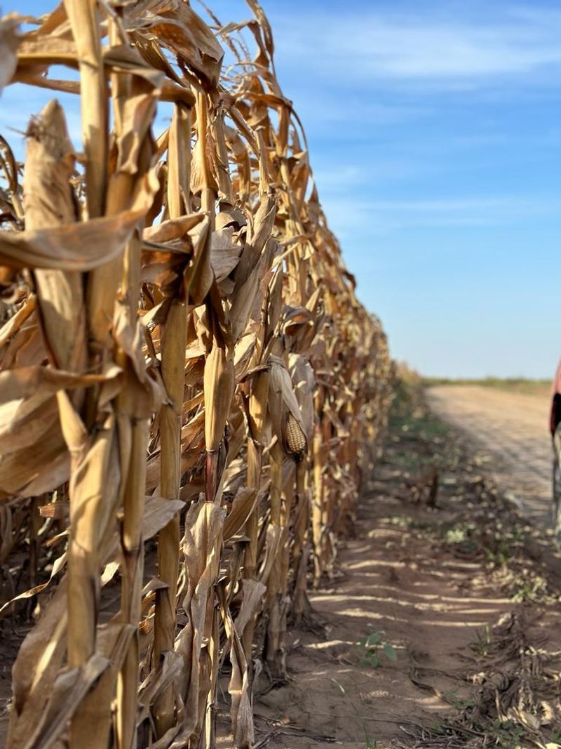 Spre deosebite de anii anteriori, cheltuielile de producție s-au mărit datorită costurilor cu irigațiile, seceta fiind din ce în ce mai accentuată.