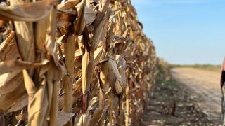 Spre deosebite de anii anteriori, cheltuielile de producție s-au mărit datorită costurilor cu irigațiile, seceta fiind din ce &icirc;n ce mai accentuată.