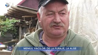 VIDEO - Meniul vacilor s-a diversificat. Animalele sunt hrănite cu alge
