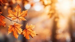 Cum va fi vremea în perioada 16 - 29 octombrie 2023? Prognoza meteo completă pe următoarele două săptămâni!