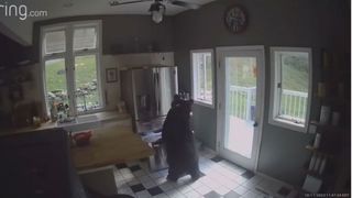 VIDEO. Cum a reușit un urs negru uriaș să fure o  lasagna din frigider