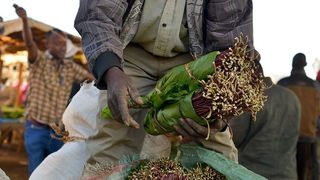 Ce este khat, noul drog periculos adus din Africa și depistat pentru prima dată &icirc;n Rom&acirc;nia