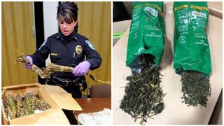 Ce este khat, noul drog periculos adus din Africa și depistat pentru prima dată &icirc;n Rom&acirc;nia