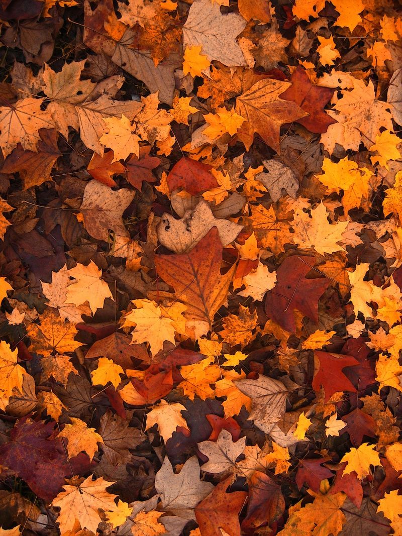 Toți românii care locuiesc la curte trebuie să știe acest lucru. Arderea frunzelor uscate în curți este interzisă