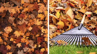 Toți rom&acirc;nii care locuiesc la curte trebuie să știe acest lucru. Arderea frunzelor uscate &icirc;n curți este interzisă. Amenda minimă are valoarea de 400 lei