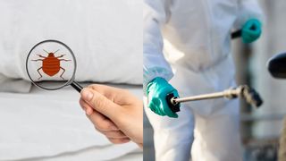 VIDEO- Ploșnițele, venite la pachet cu românii întorși din vacanțe în România. Alte mari orașe se confruntă cu invazii