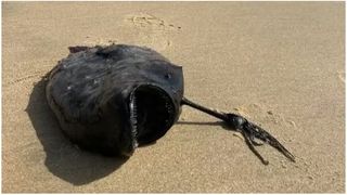 VIDEO. Un pește "monstru" a creat stupoare pe o plajă din California