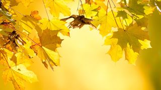 Prognoza meteo &icirc;n weekend 21-22 octombrie. Cum va fi vremea s&acirc;mbătă și duminică. Temperaturile ajung p&acirc;nă la 30 de grade