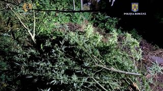 Percheziții Timiș: Polițiștii au identificat o cultură de 10 kilograme de canabis. Un bărbat a fost reținut, iar apoi arestat preventiv