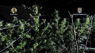 Percheziții Timiș: Polițiștii au identificat o cultură de 10 kilograme de canabis. Un bărbat a fost reținut, iar apoi arestat preventiv