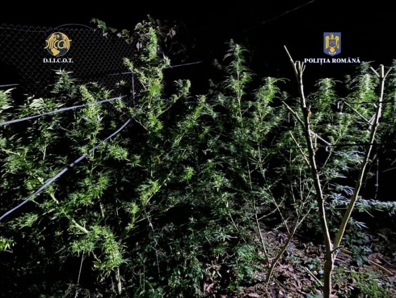 Percheziții Timiș: Polițiștii au identificat o cultură de 10 kilograme de canabis. Un bărbat a fost reținut, iar apoi arestat preventiv