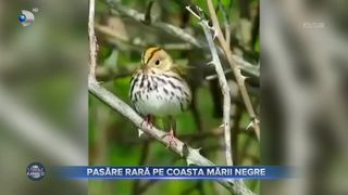 Pasăre rară pe coasta Mării Negre. Ce spun specialiștii despre prezența sturzului cu creastă galbenă &icirc;n Rom&acirc;nia