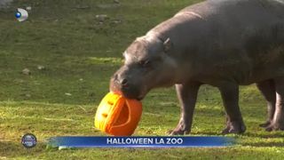 VIDEO - S-a dat startul petrecerii de Halloween. Animalele de la grădina zoologică din Chicago avut parte de o masă pe cinste