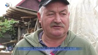 VIDEO- Meniul vacilor, de la furaje, la alge. Ce spun oamenii despre această schimbare?