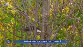 VIDEO - Brașovul a &icirc;mbrăcat haine de toamnă. Peisajul de poveste atrage tot mai mulți turiști &icirc;n natură
