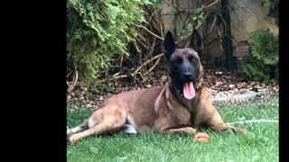 Percheziții Satu Mare: Peste un kilogram de canabis a fost descoperit la mansarda unei locuințe