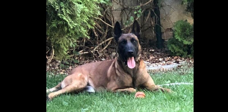 Percheziții Satu Mare: Peste un kilogram de canabis a fost descoperit la mansarda unei locuințe