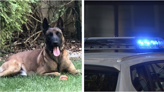 Percheziții Satu Mare: Peste un kilogram de canabis a fost descoperit la mansarda unei locuințe