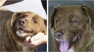 Bobi, cel mai longeviv c&acirc;ine, a murit. Acesta avea 31 de ani și 165 de zile. ,,Ai &icirc;nvățat lumea tot ce trebuia să &icirc;nveți''