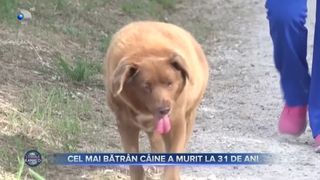 VIDEO - Cel mai bătr&acirc;n c&acirc;ine a murit la 31 de ani. Bobi a intrat &icirc;n Guinness Book la &icirc;nceputul anului 2023