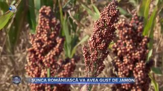 VIDEO- Șunca românească va avea gust de jamon. Porcii vor fi hrăniți cu o nouă cultură de cereale