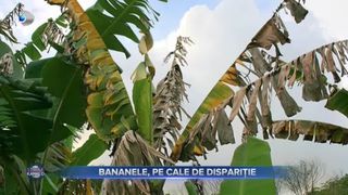 VIDEO - Bananele, pe cale de dispariție. Oamenii de știință avertizează că o ciupercă distruge plantele de pe glob