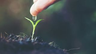 Modalități de utilizare eficientă a creditelor IFN &icirc;n agricultură