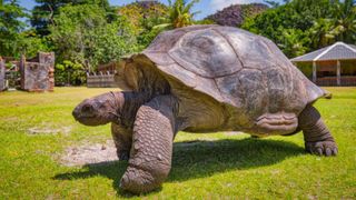 O țestoasă a fost găsită după 3 ani și jumătate de la dispariție. A fost găsită la o distanță 8 kilometri de casă