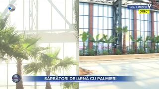 VIDEO - Sărbători de iarnă cu palmieri. Rom&acirc;nii vor avea ocazia să petreacă Crăciunul printre plante exotice