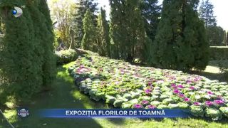 VIDEO - Expoziția florilor de toamnă. Crizantemele au devenit atracția principală de la Grădina Botanică din Iași