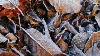 Curiozitati despre luna noiembrie