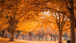 Curiozitati despre luna noiembrie