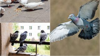 Amezi pentru persoanele care hrănesc porumbei. Valoarea se ridică la sute de lei