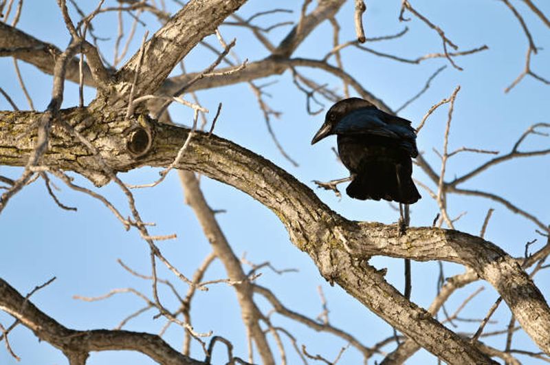 Aparatele anticiori din Cișmigiu nu au funcționat