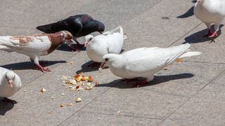Persoanele care hrănesc porumbeii vor fi amendate!