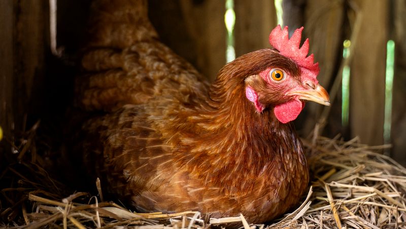 Gripă aviară la Țigănești, Teleorman